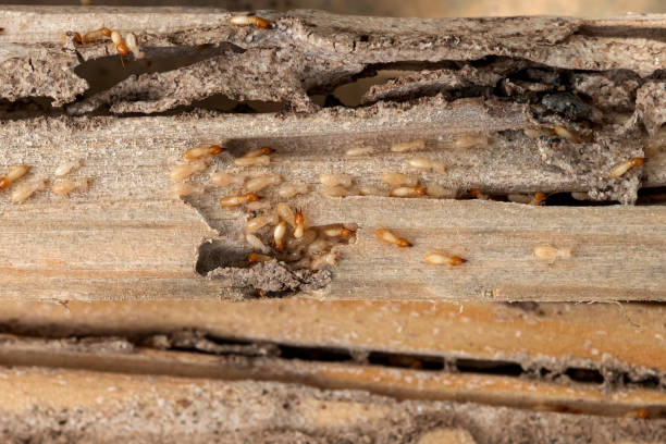 Best Ant Control Services  in Torrington, WY